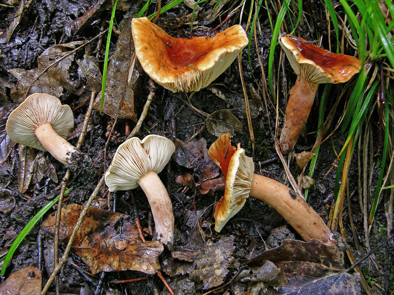 Russulaceae del 14 giugno.